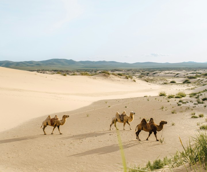 Passionate Travel Enthusiasts Dedicated to Sharing the Wonders of Mongolia with You